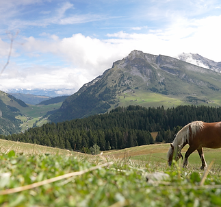 beauregard horse.png