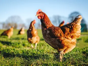 τροφή για αυγά κοτόπουλου