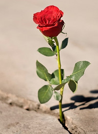 rose-2.jpg