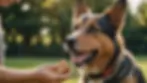 Close-up view of a happy dog receiving a treat during training