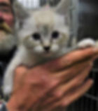 G-2 M Kitten "Kai" ADOPTION PENDING