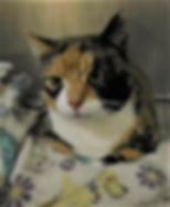 Conco SF Cat "Rainbow"