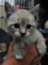 G-2 M Kitten "Hiro" ADOPTION PENDING