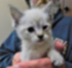 G-2 F Kitten "Lily" PLEASE DO NOT ABANDON PETS!