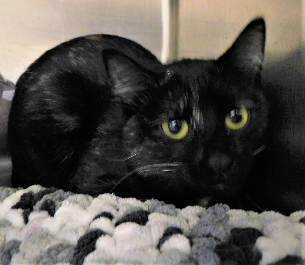 C-25 SF Cat "Dimples"