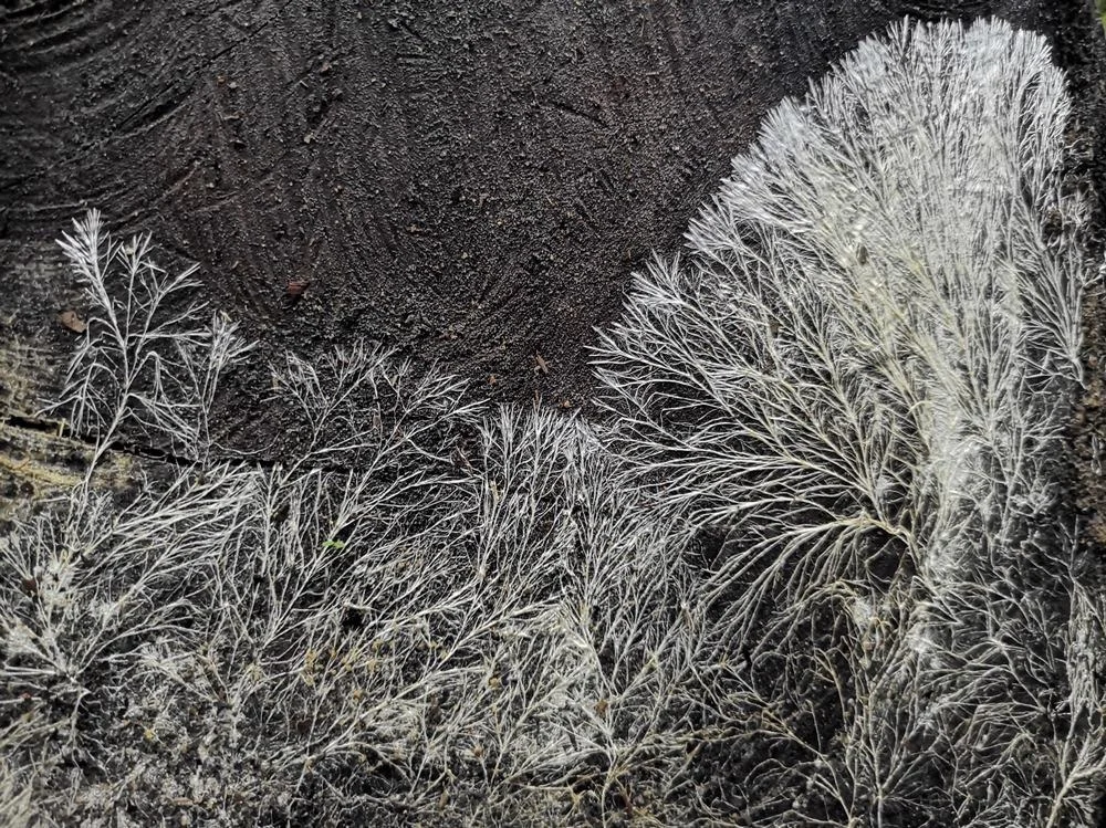 mycelium.webp