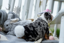 Merles Have Bunny Tails_