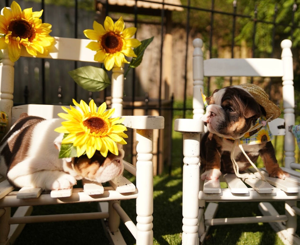North Carolina Bound Baby Girl English Bulldog Puppy