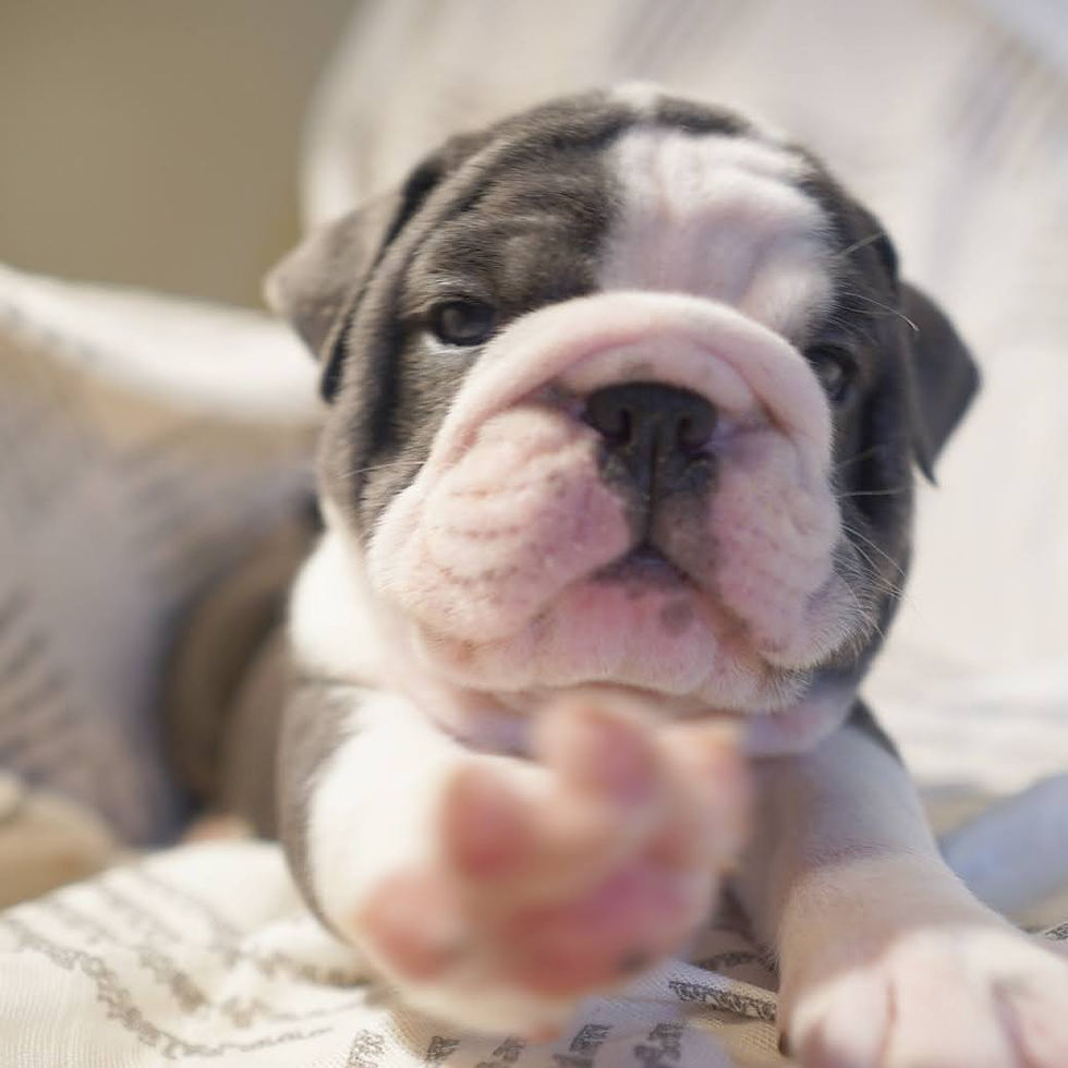 North Carolina Blue English Bulldog Puppy