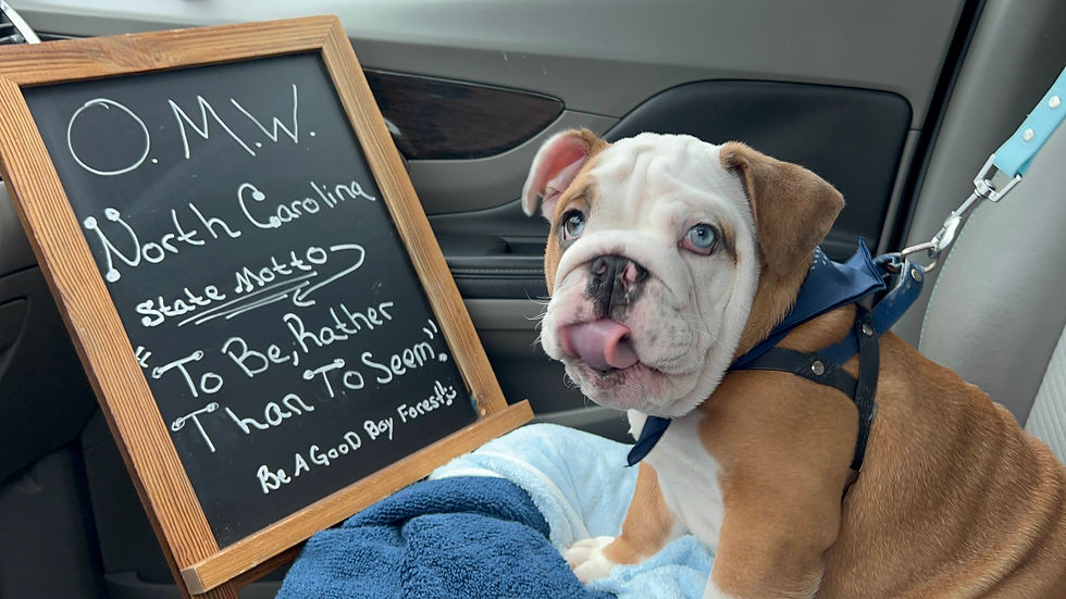 North Carolina English Bulldog Puppy