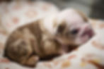 Chocolate Tri Merle