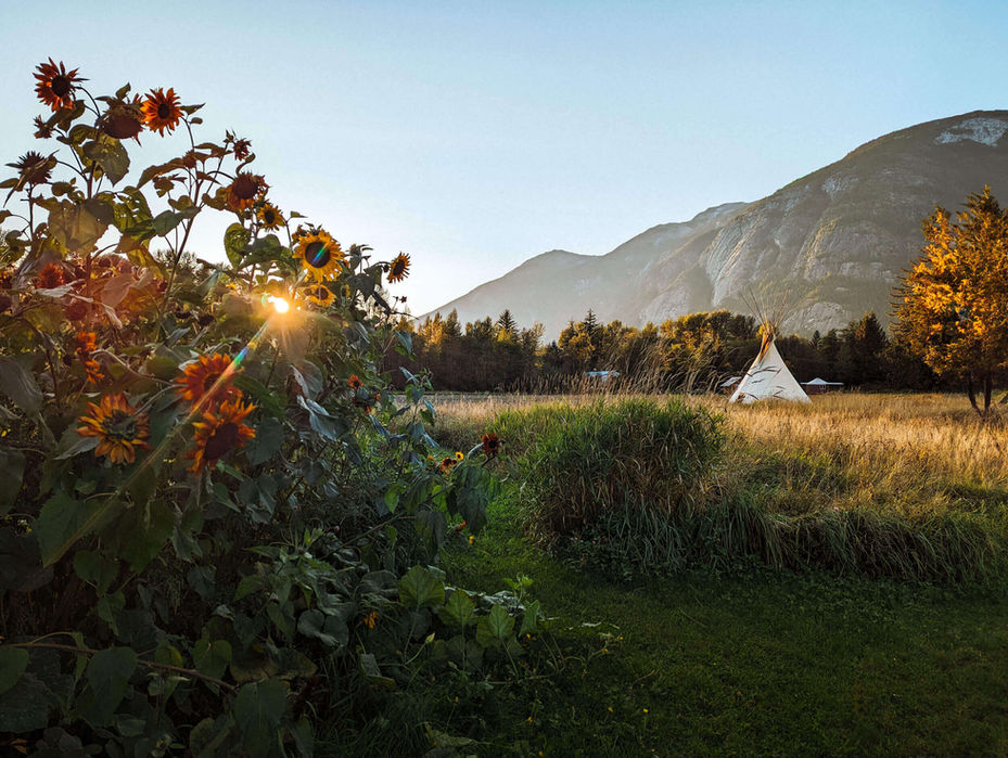 Great bear rainforest logging