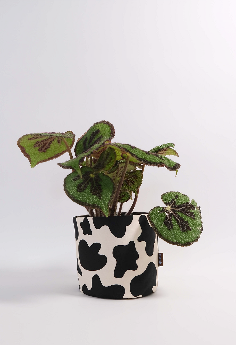 Thumbnail: Cow Pattern