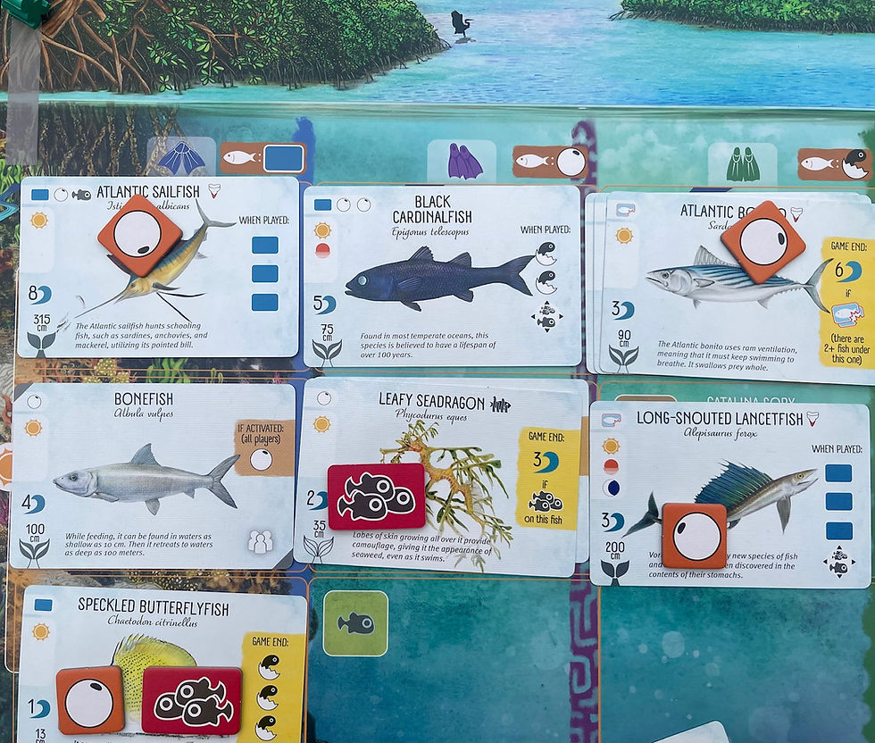 Finspan Board Game Review