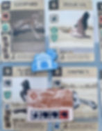 Kavango Lodges Expansion Board Game Review