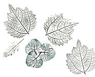 Leaf print | Allison Sylvester artist