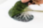 Leaf print | Allison Sylvester artist