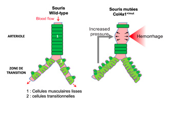 La réduction de l’hypercontractilité de la jonction entre artérioles et capillaires diminue...