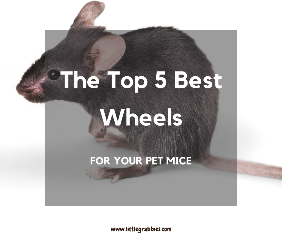 The Top 5 Best Wheels for Your Pet Mice