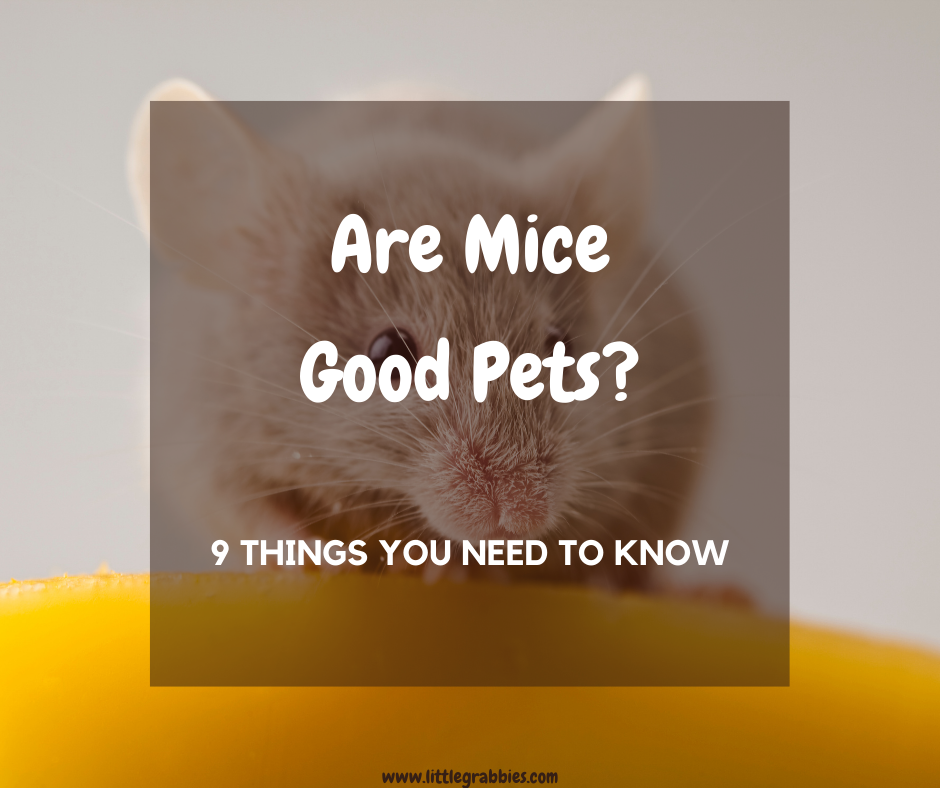 Are Mice Good Pets? 9 Things You Need to Know