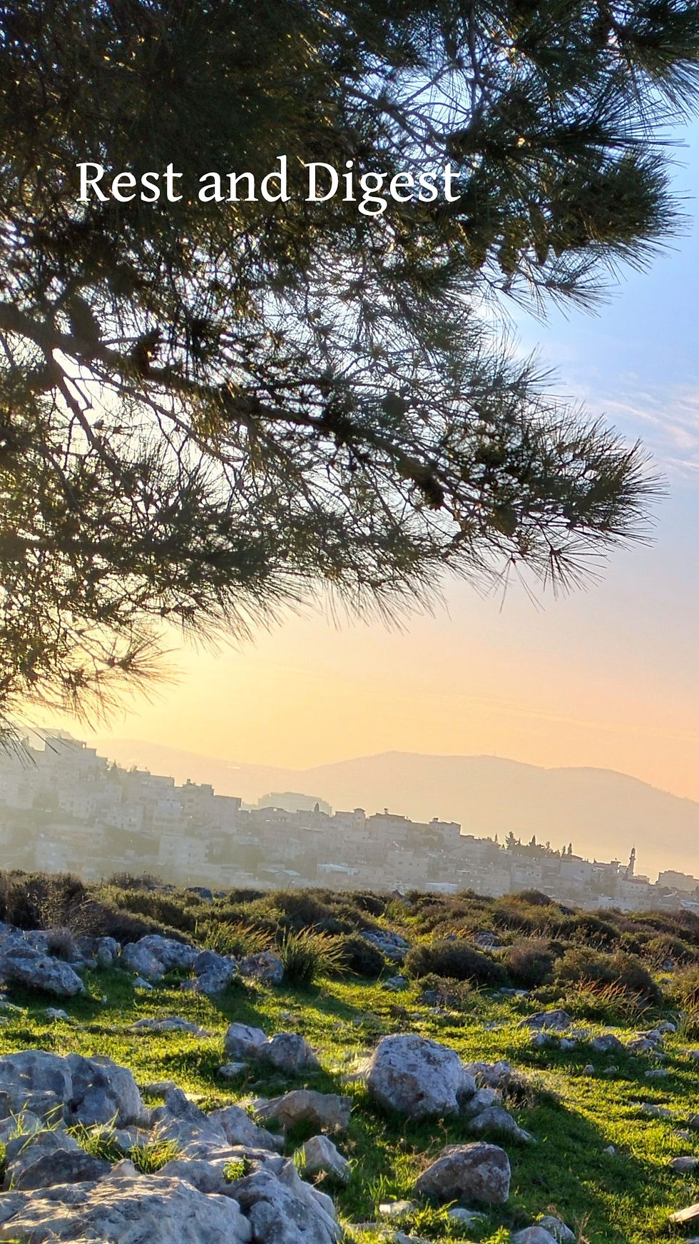 מקלחת יער 7.10