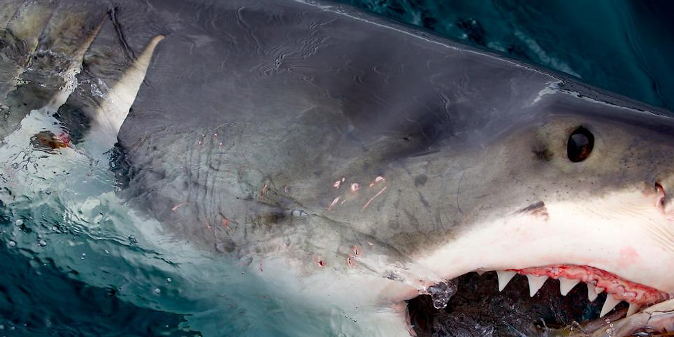 Air Jaws 2020