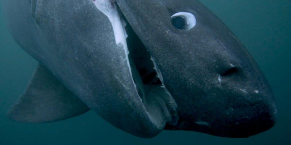 ALIEN SHARKS: FIRST CONTACT