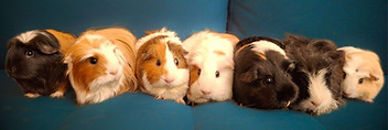 Guinea Pigs.jpg