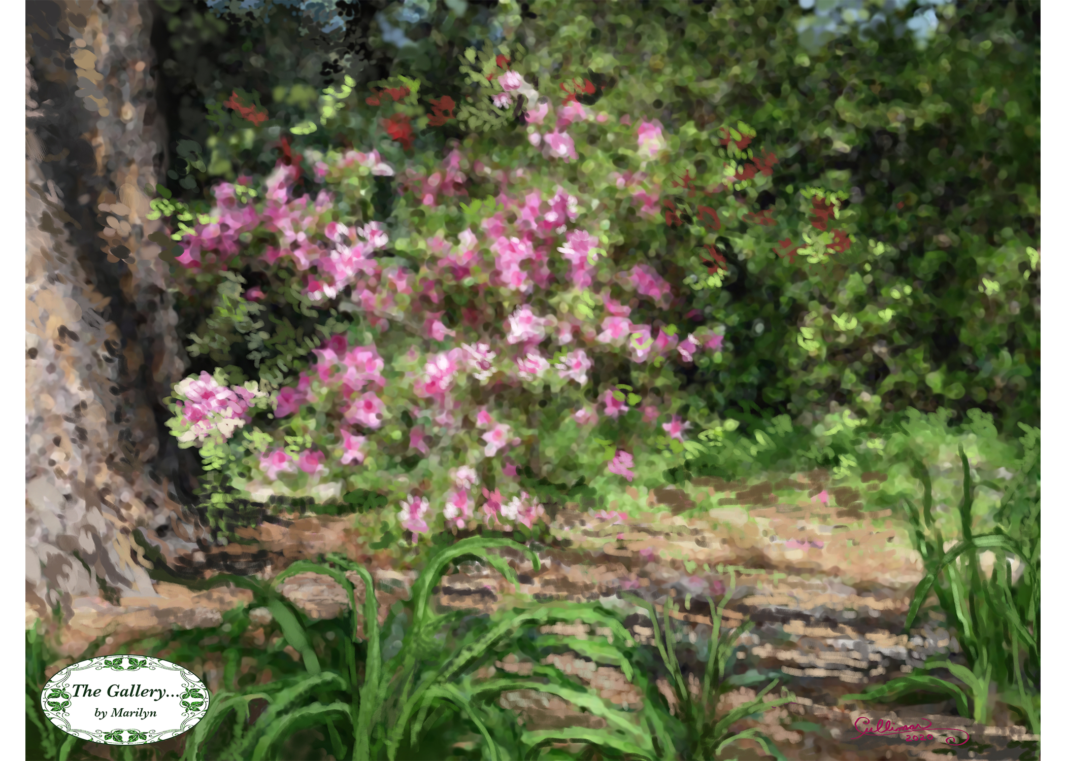 Pink Azaleas