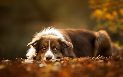 dogs-australian-shepherd-wallpaper-preview.jpg