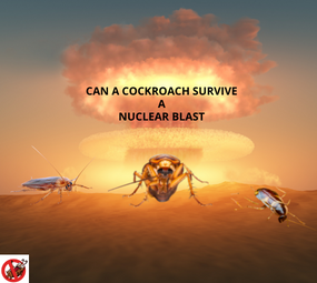 Can a Cockroach Survive a Nuclear Blast