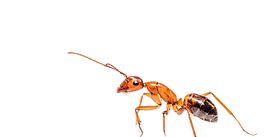 ant pest control