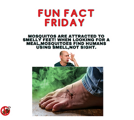 Mosquitoes are attracted to smelly feet