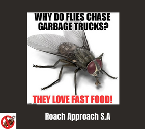 flies love fast food