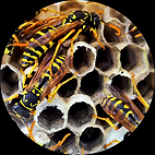 Advanced Wasp Nest Removal Solutions that will eliminate your issues. Advanced Wasp Pest Control near me. Wasp Fumigation and Wasp Extermination. Wasp Infestation Removal