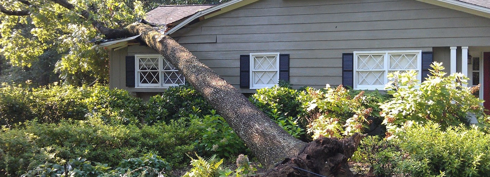 tree service bellingham, tree removal, tree sevice, tree service near me, tree removal near me