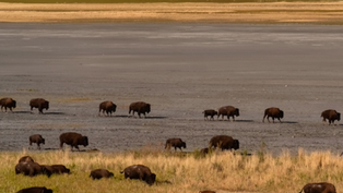 U.S. senators reintroduce bill to expand tribal buffalo restoration