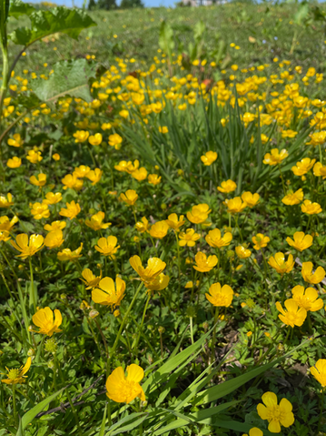 Buttercup