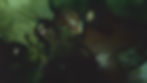 plants_003.jpg