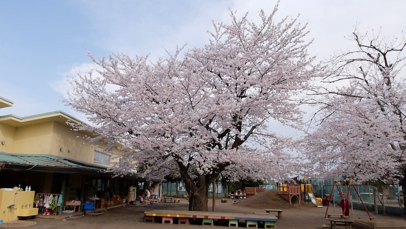 sakura2.jpg