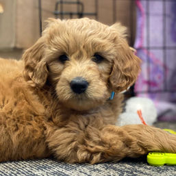 goldendoodle_retriever_dog_puppy_puppies_texas_dogs_for_sale_purebred.jpeg