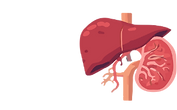 Kidney liver.png