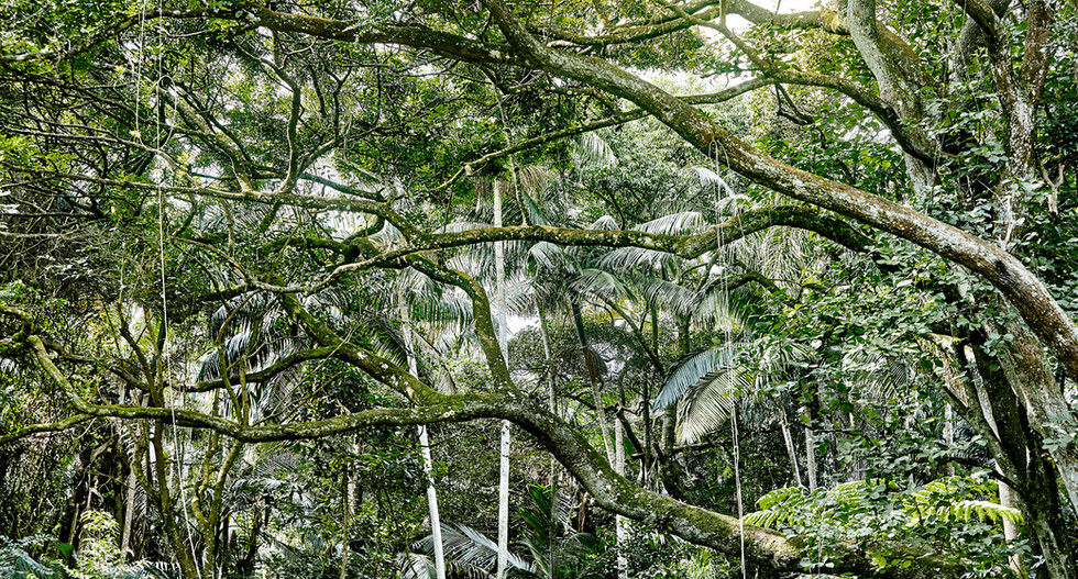 Sergio Kovacevick, Fotografia Fine Art para Decoração, Save the Forest, Atlantic Forest, Mata Atlântica, Amazônia, Amazon Rainforest, Verde, Green, Natureza, Série Original, Decore com Fotografia, Decoração, Quadros com fotografia…
