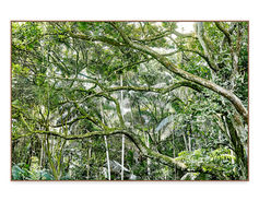 Sergio Kovacevick, CASACOR, Fotografia Fine Art para Decoração, Save the Forest, Save the Atlantic Forest, Mata Atlântica, Amazônia, Amazon Rainforest, Atlantic Forest, Amazon, Floresta, Forest, Verde, Green, Ecologia, Natureza, Série Original, Decore com Fotografia, Decoração, Quadros com fotografia…