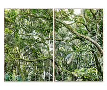 Sergio Kovacevick, CASACOR, Fotografia Fine Art para Decoração, Save the Forest, Save the Atlantic Forest, Mata Atlântica, Amazônia, Amazon Rainforest, Atlantic Forest, Amazon, Floresta, Forest, Verde, Green, Ecologia, Natureza, Série Original, Decore com Fotografia, Decoração, Quadros com fotografia…