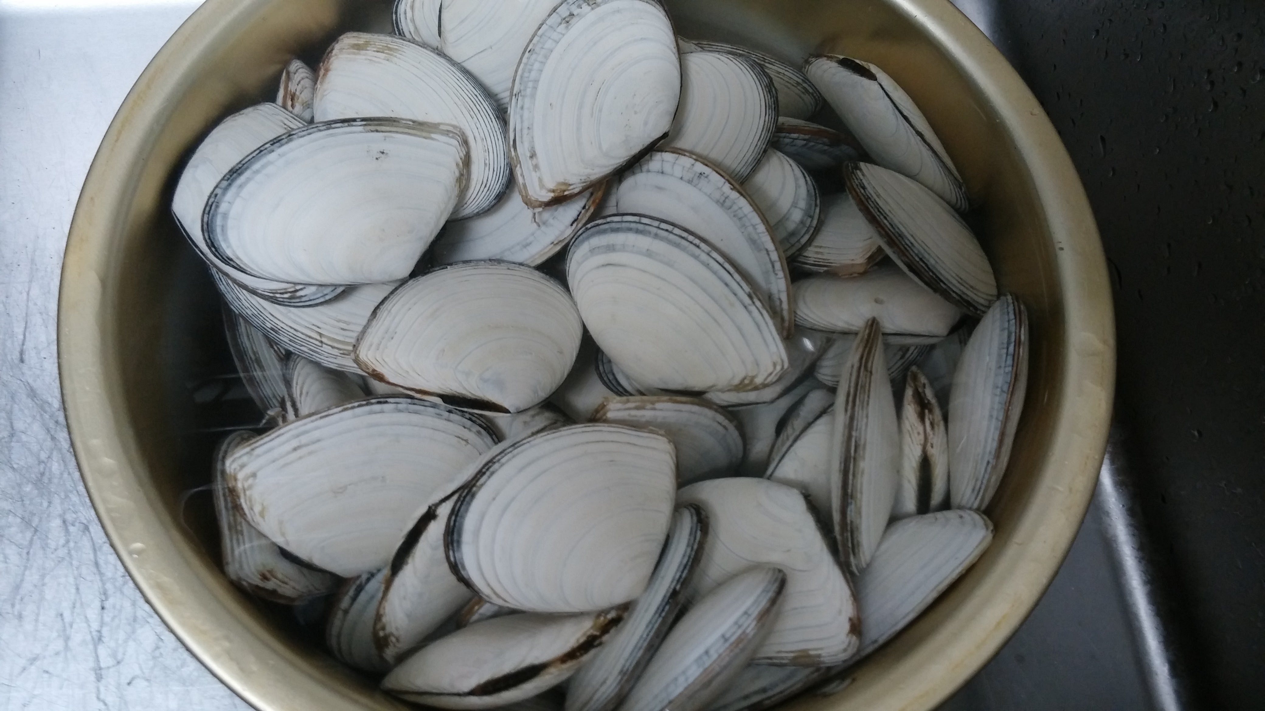 白老名産「白貝」