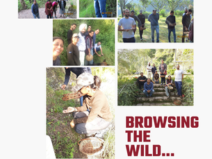 Foraging mushrooms & medicinal herbs in the wild