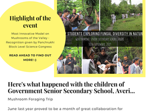 Mushroom Foraging at Government School, Averi