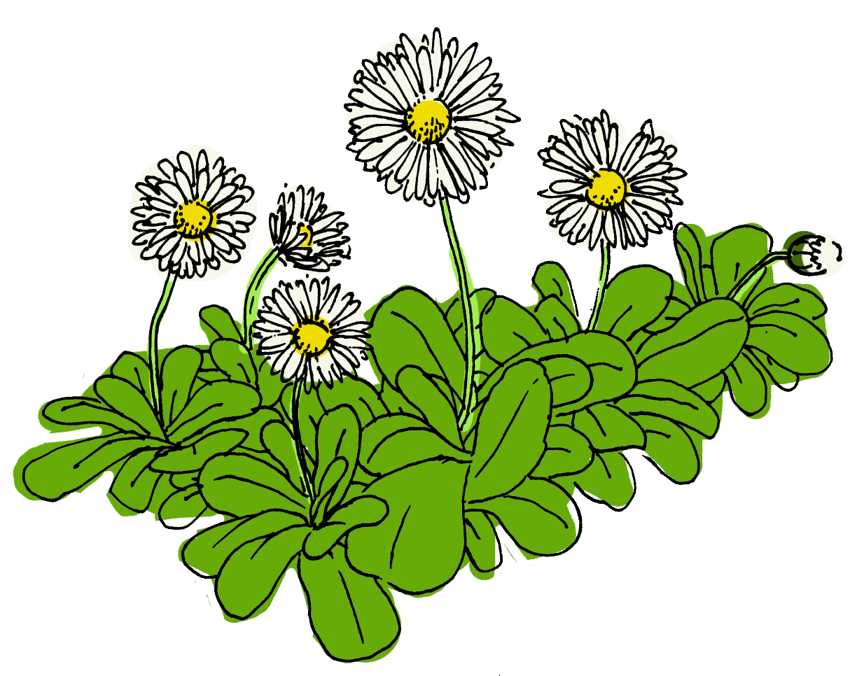 paÌquerette.gif