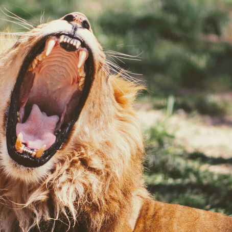 נשיכות בין תאומים - למה חשוב להפסיק אותן ומהר